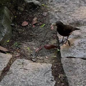 骚逼女人操屄视频
